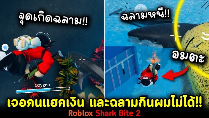เจอแฮค + ติดบัคอมตะ !! วันพีชทำเรือโจรสลัด ติดปืนล่าฉลาม!! Roblox Shark Bite 2🦈 ฉลามนั้นชอบงับคุณ~