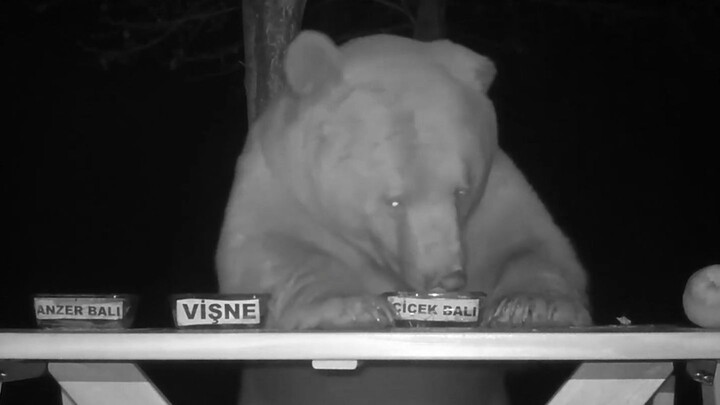 I want to learn this business acumen! The uncle lets the brown bear who steals honey do the advertis