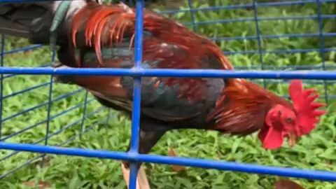 Claret-321 Inbreed offspring.