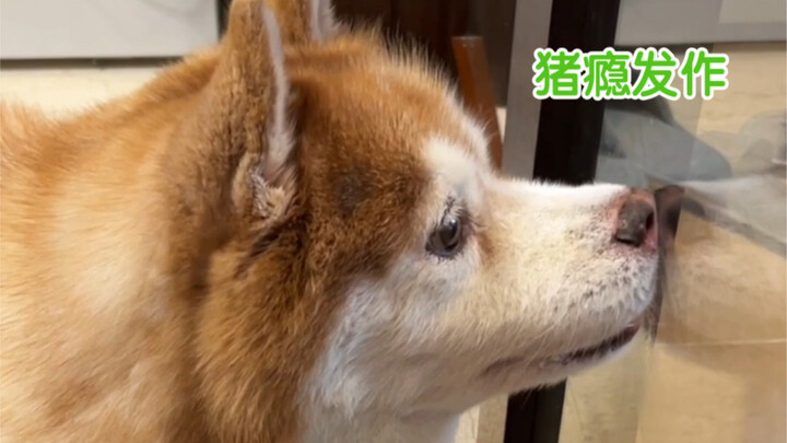 แม้ว่าพวกมันจะพูดไม่ได้ แต่ดูเหมือนว่าพวกมันก็สื่อสารให้เข้าใจได้อย่างชัดเจนแล้ว…