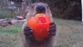 A woodchuck started eating and broadcasting for 4 years in front of the surveillance camera