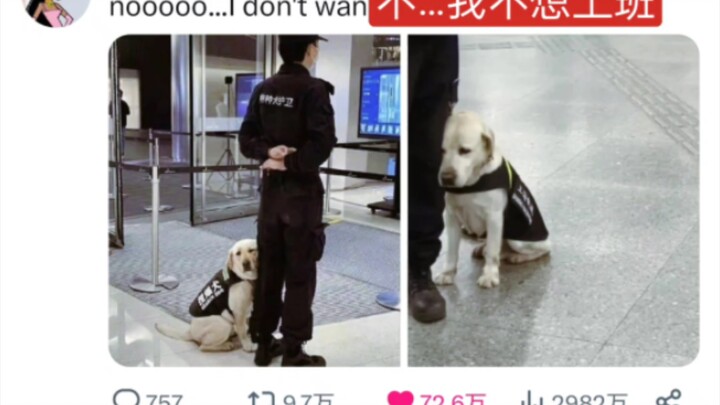 [97K Retweets on Twitter] China’s bomb-sniffing dog’s “I don’t want to work” expression has gone vir