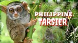 PHILIPPINE TARSIER | TARSIER IN BOHOL | Tenrou21