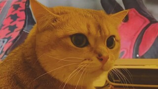 Tứ Nguyệt: Thứ gì cũng tới tay tui hết á | MYPET