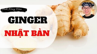 [Ẩm Thực Nhật Bản] Gừng Nhật Bản - Đặc sản ẩm thực - Ginger Japan ✔Anh Nông Dân