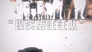 汪汪队立大功