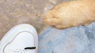狗子:我俩到底谁才是狗？