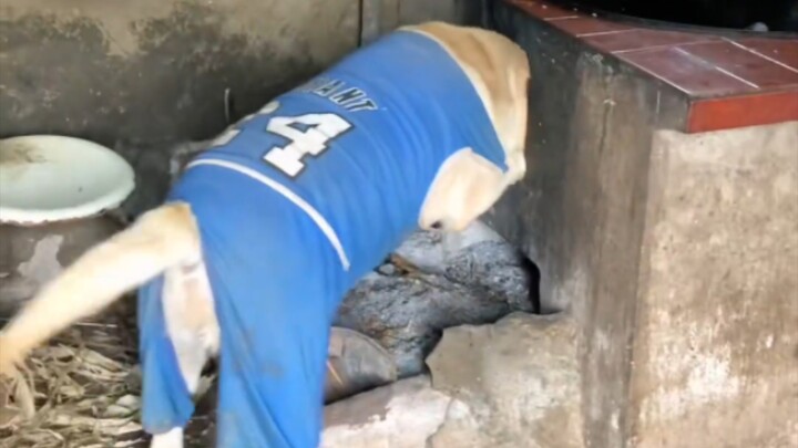 When it’s time for roasted sweet potatoes, this dog face just can’t stay innocent!