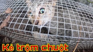 Thăm Bẫy Rắn Dính Hổ Trâu Khổng Lồ Và Chạm Mặt Kẻ Trộm Chuột | Săn Bắt Ẩm Thực Vùng Cao