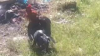 6 and 7 months , preparation for july