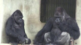 Pasangan Gorila Bertengkar