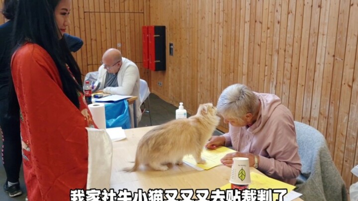 The kitten from Sheniu is sticking to the referee again. This is definitely not what I taught him!