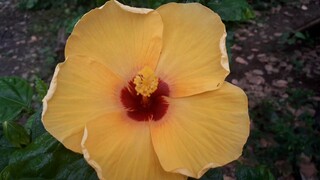 Gumamela (Hibiscus)