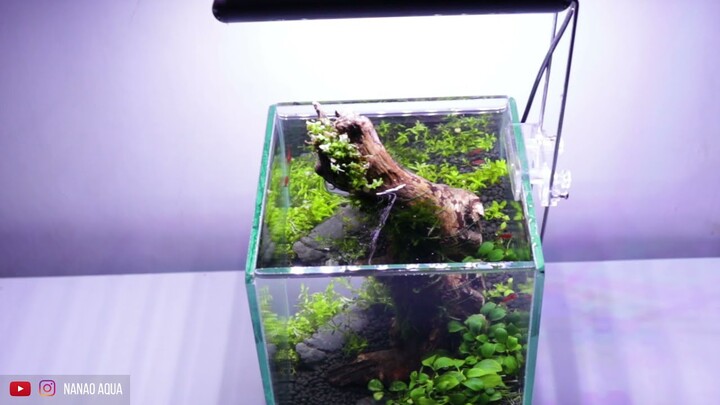 Tutorial Aquascape di Soliter Tank Mini