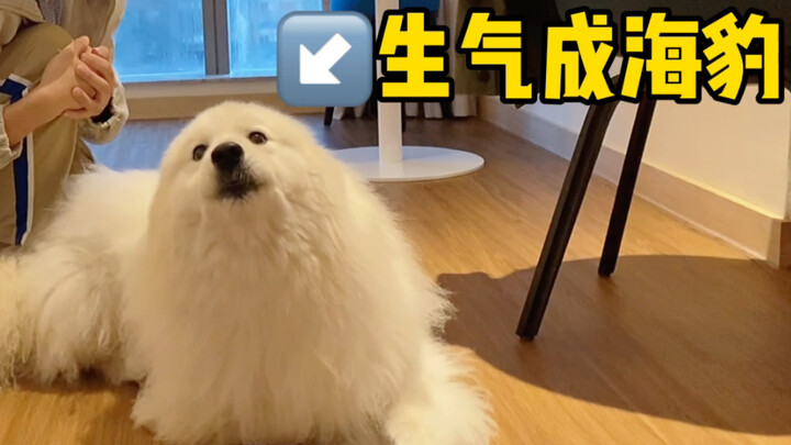Thử thách dừng lại đột ngột khi vuốt chó: Chú chó Samoyed tức giận biến thành hải cẩu!