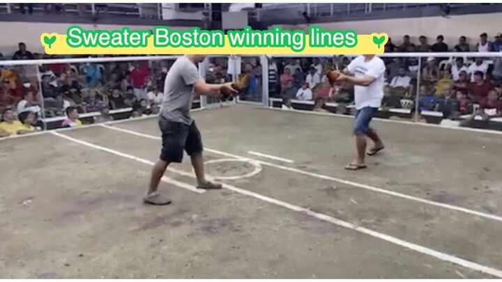 Capgamefowls Sweater Boston winner 🏆🏆🏆