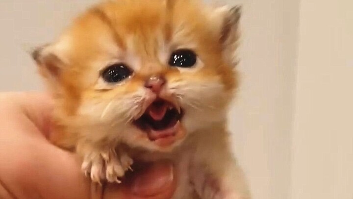 A little kitten tries cat food for the first time—so cute it’s illegal!!!
