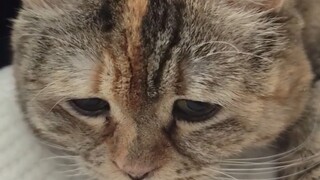 ตื่นเช้ามาพบว่าแมวของคุณหิวจนหมดแรงอยู่บนหมอน