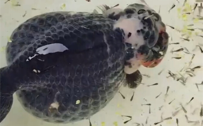 The Consequences of Raising a Fish