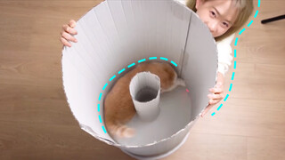 Misteri Da Vinci telah dipecahkan oleh seekor kucing!