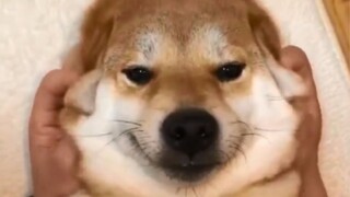 养狗！真的劝你们不要养柴犬，因为………………………会被萌死！