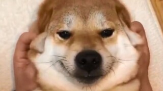 Video collection of super cute Shiba Inu