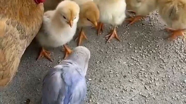 Sang kakak ayam yang kehilangan perhatian