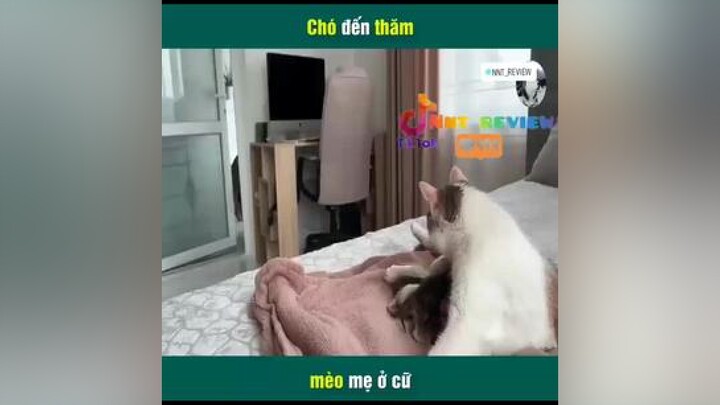 Chú cho đến thăm mèo.mẹ ở cữ mereviewphim reviewphimhay reviewphim nntreview2