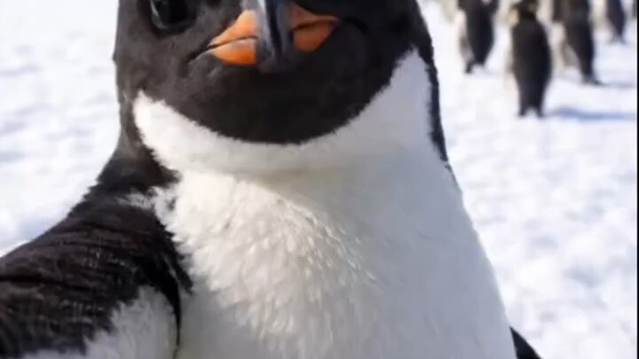Surviving penguin