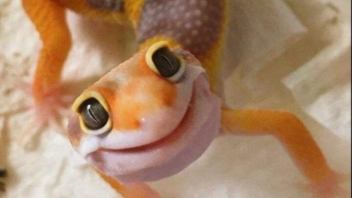 Surprise! What Kind Of Gecko Can I Buy With 56 Yuan In Taobao?