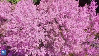 Winter blossoms in Dali: A pink symphony under the sun