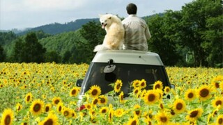 【Ming Ge BERCERITA tentang Film】Di film "Anjing Penjaga Bintang", seorang pria paruh baya ditemukan 