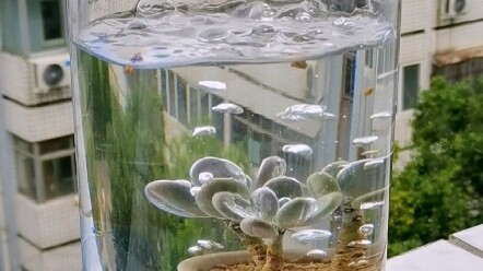 Succulents Drink Water