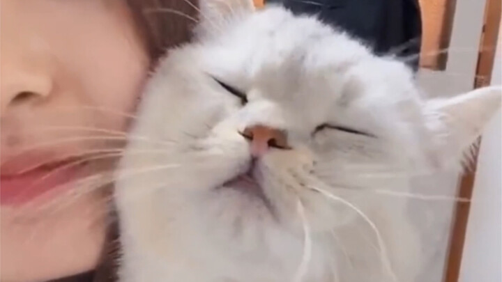 Luôn có những bé mèo nhỏ hóa thân thành người để yêu chúng ta.