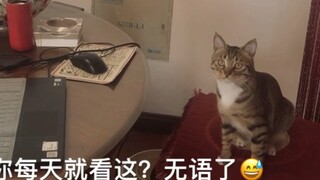 Chơi trò "Đầu độc mèo" khiến mèo bị đầu độc và cắn chết Người chủ trả thù cho cô Jiaran.