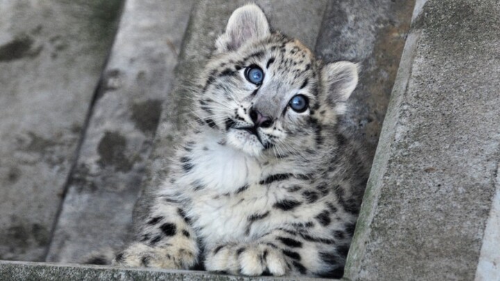 [Snow Leopard] [Reposted] Wanted to play with Mom but scared her so bad she slapped me!