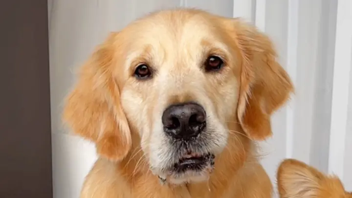 Dog Video | My Golden Retriever And Corgi's Daily Life