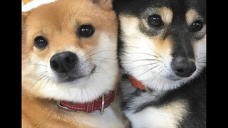 Does it look very similar?