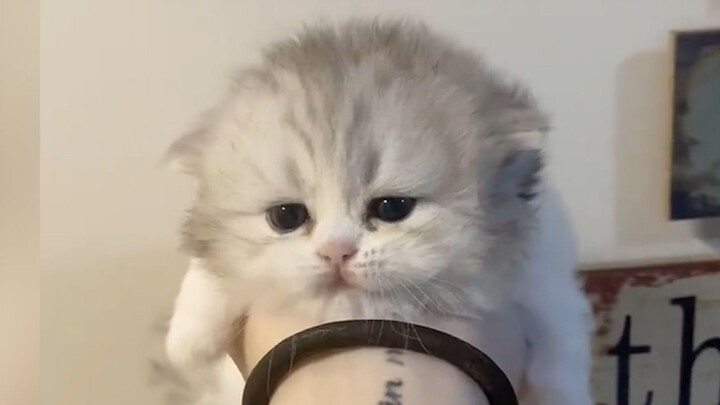 "What bad intentions could a kitten have..."