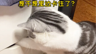 这小猫咪真的没白养！还能帮忙修抽屉！太聪明啦！