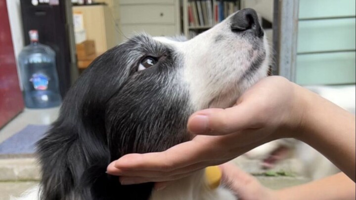 Mengurus Border Collie itu Harus Pintar Mengalihkan Perhatian!