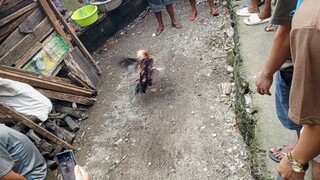 Sep 7 Talisayin vs Pula