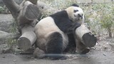 【Panda】Problems with Having Fur