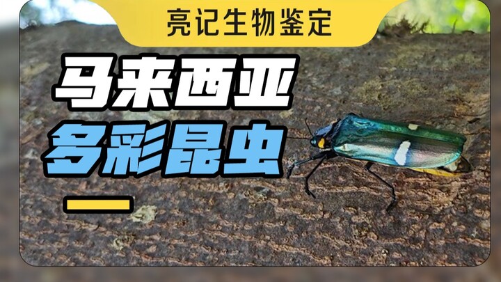 Malaysia's insect gathering places, each one more beautiful than the other