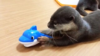 🦦Cutest Baby Otter Videos Compilation | Pets House