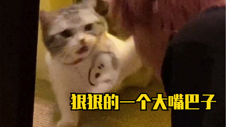 Cuối cùng tôi cũng sờ được bánh su rồi! Tôi đâu phải là đồ ghét mèo chứ!