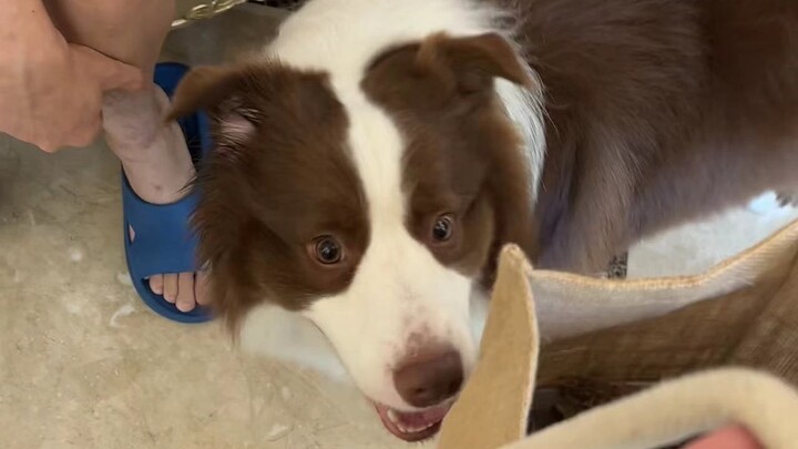 The first time it was fostered at someone else’s house, this is how it behaved…