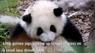 [Panda HeHua] Bulu HuaHua Pasti Sangat Lembut