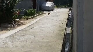 Let me show you how the neighbor's duck comes over and calls my duck.