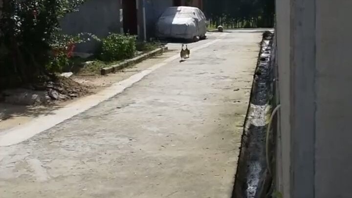 Mari saya tunjukkan bagaimana bebek tetangga datang dan memanggil bebek saya.